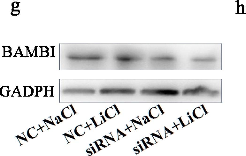 Detection of Mouse BAMBI/NMA by Western Blot