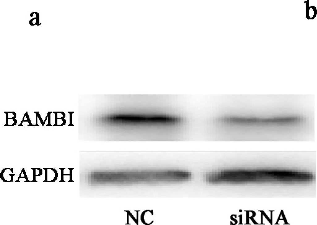 Detection of Mouse BAMBI/NMA by Western Blot