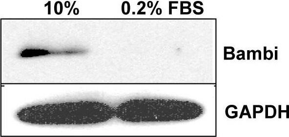 Detection of Human BAMBI/NMA by Western Blot