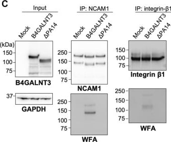 Detection of Integrin beta 1/CD29 by Western Blot