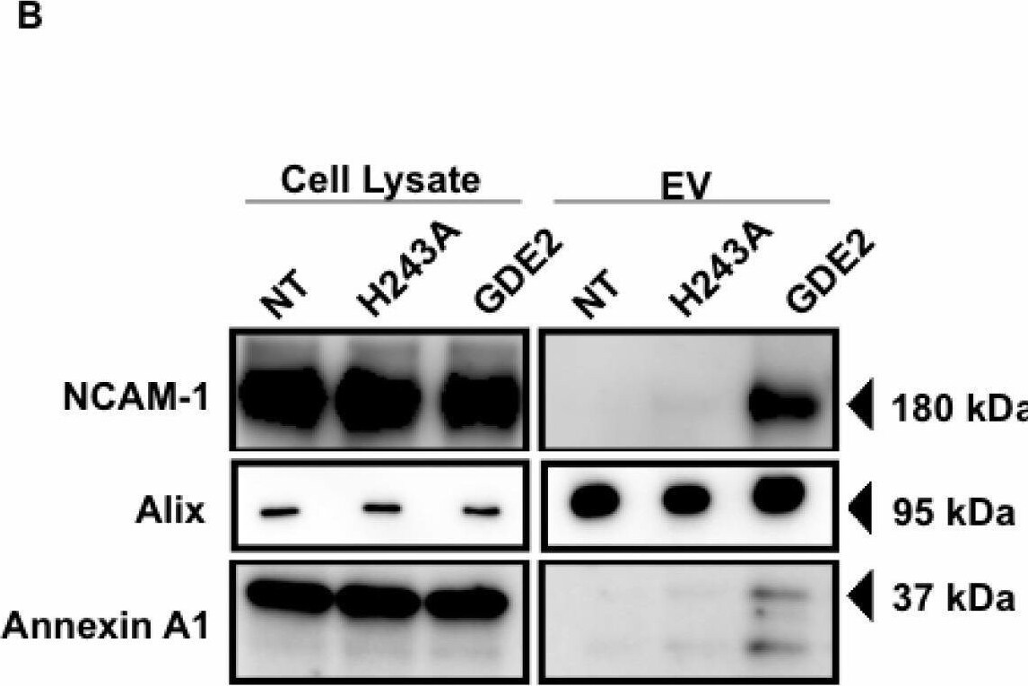 Detection of NCAM-1/CD56 by Western Blot