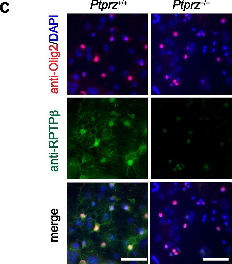 Detection of Mouse Olig2 by Immunocytochemistry/Immunofluorescence