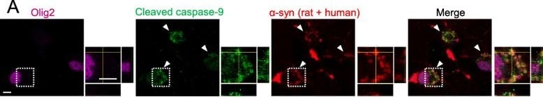 Detection of Rat Olig2 by Immunocytochemistry/Immunofluorescence