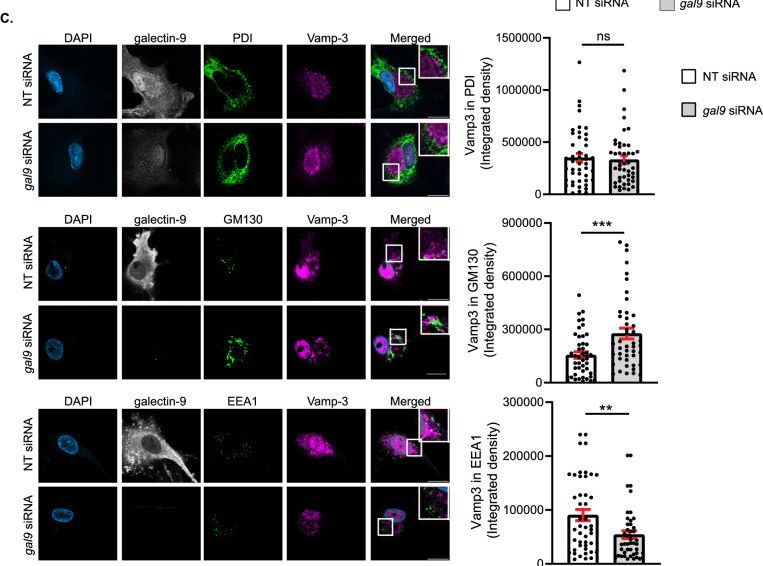Detection of LILRB4/CD85k/ILT3 by Immunocytochemistry/ Immunofluorescence
