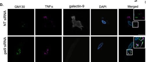 Detection of LILRB4/CD85k/ILT3 by Immunocytochemistry/ Immunofluorescence