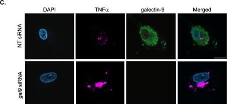 Detection of LILRB4/CD85k/ILT3 by Immunocytochemistry/ Immunofluorescence
