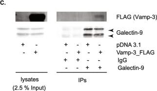 Detection of LILRB4/CD85k/ILT3 by Western Blot