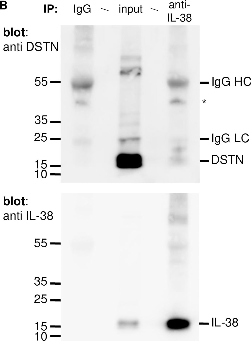 Detection of IL-38/IL-1F10 by Western Blot