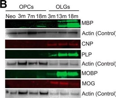 Detection of MOG by Western Blot
