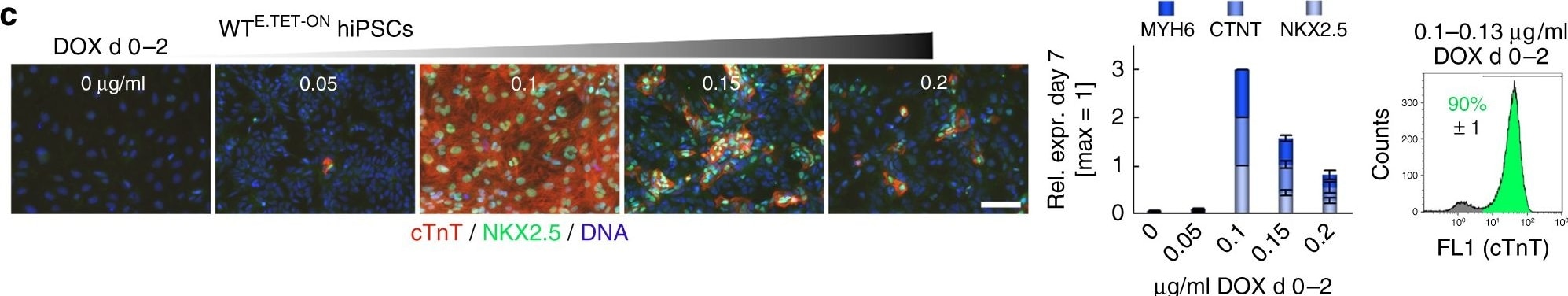Detection of Human NKX2.5 by Immunocytochemistry/Immunofluorescence