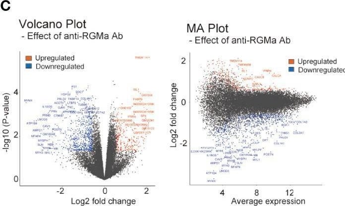 Detection of RGM-A by Flow Cytometry