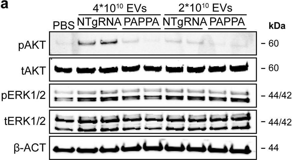 Detection of Pappalysin-1/PAPP-A by Western Blot