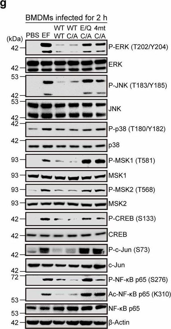 Detection of MSK1 by Western Blot