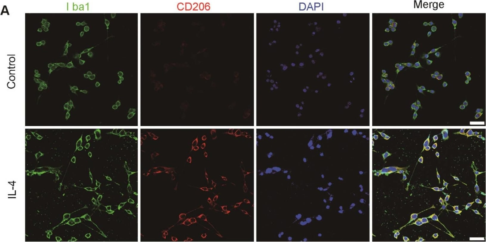 Mouse MMR/CD206 Antibody AF2535: R&D Systems
