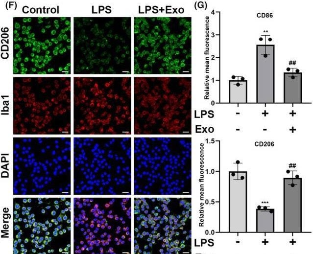 Detection of Mouse MMR/CD206 by Immunocytochemistry/ Immunofluorescence