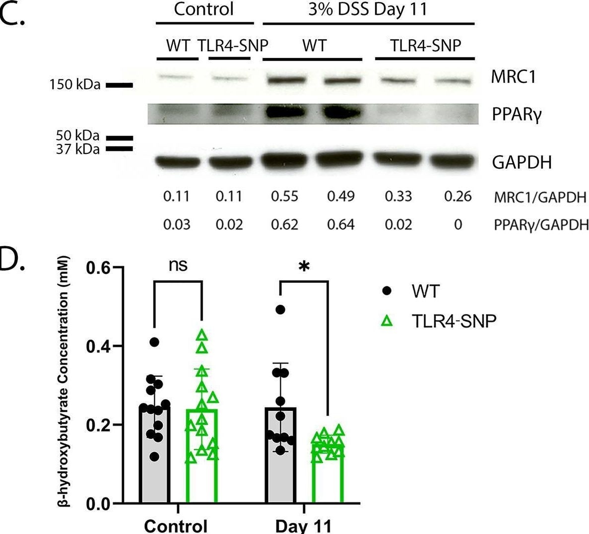 Detection of MMR/CD206 by Western Blot