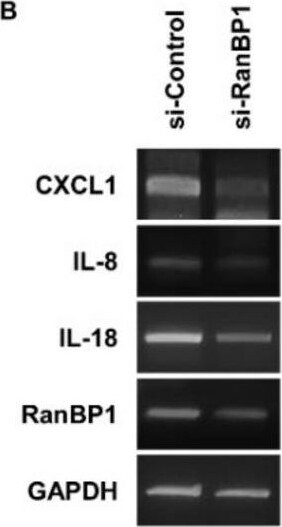 Detection of Macaque IL-18/IL-1F4 by Western Blot
