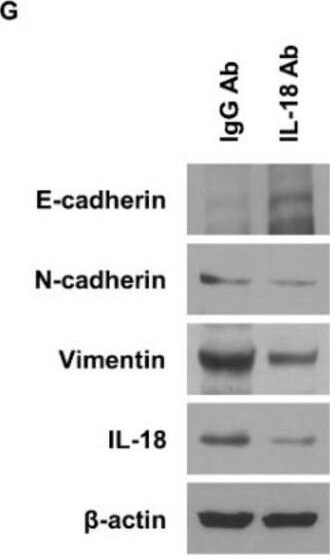 Detection of Macaque IL-18/IL-1F4 by Western Blot