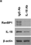 Detection of Macaque IL-18/IL-1F4 by Western Blot