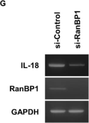 Detection of Macaque IL-18/IL-1F4 by Western Blot