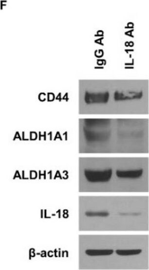Detection of Macaque IL-18/IL-1F4 by Western Blot