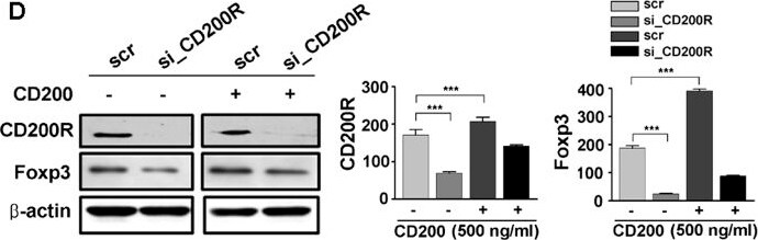 Detection of CD200R1 by Western Blot