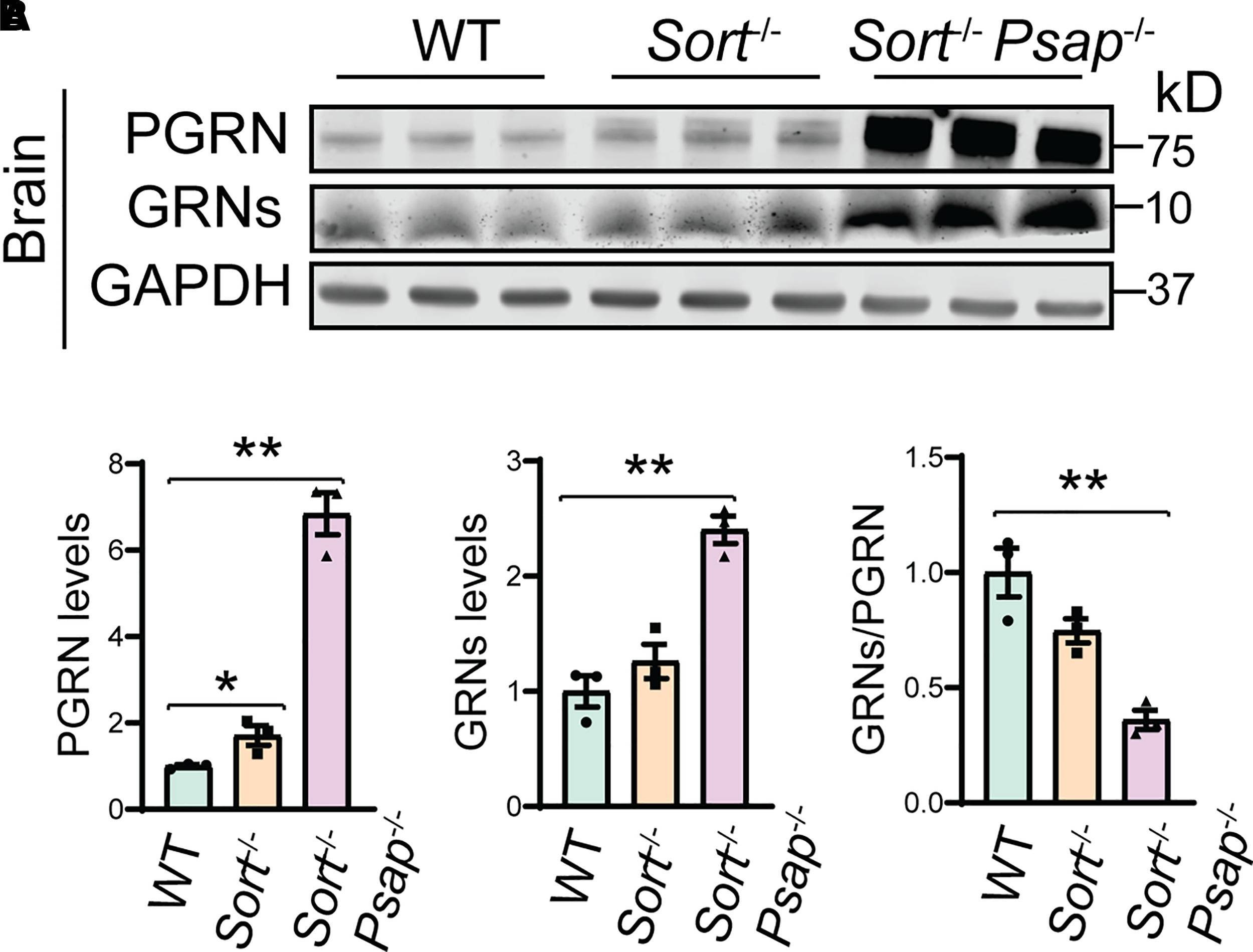 Detection of Mouse Progranulin/PGRN by Western Blot