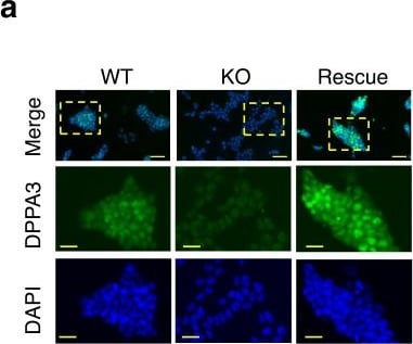 Detection of Stella/Dppa3 by Immunocytochemistry/ Immunofluorescence