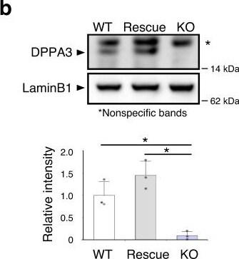 Detection of Stella/Dppa3 by Western Blot