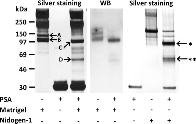 Detection of Human Nidogen-1/Entactin by Western Blot