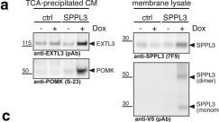 Detection of Exostosin-like 3 by Western Blot