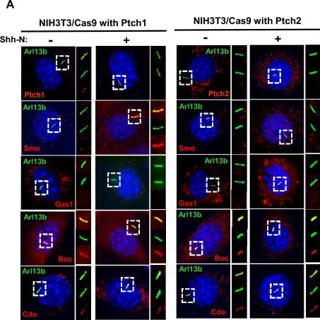 Detection of Gas1 by Immunocytochemistry/ Immunofluorescence