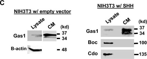 Detection of Gas1 by Western Blot