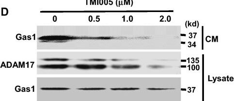 Detection of Gas1 by Western Blot
