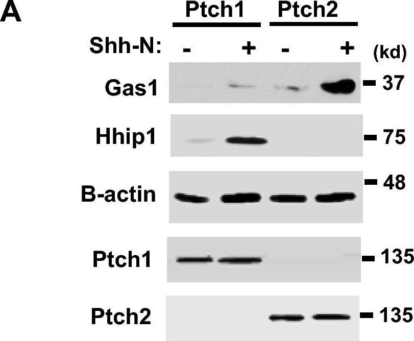 Detection of Gas1 by Western Blot