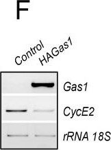 Detection of Mouse Gas1 by Western Blot