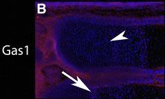 Detection of Mouse Gas1 by Immunocytochemistry/Immunofluorescence
