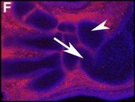 Detection of Mouse Gas1 by Immunocytochemistry/Immunofluorescence