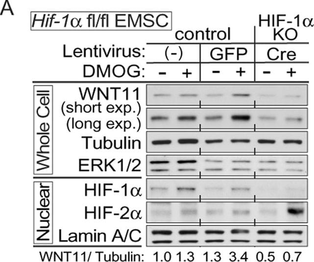 Detection of Mouse Wnt-11 by Western Blot