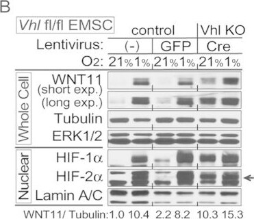Detection of Mouse Wnt-11 by Western Blot