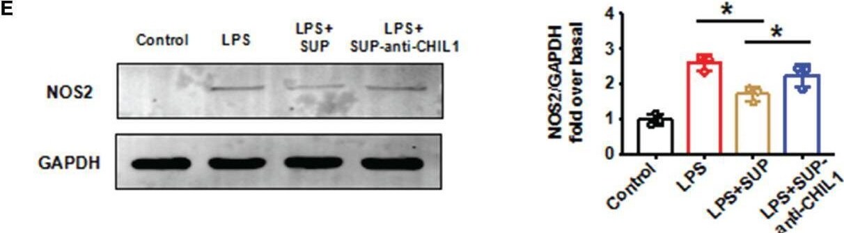 Detection of Mouse Chitinase 3-like 1/YKL-40 by Western Blot