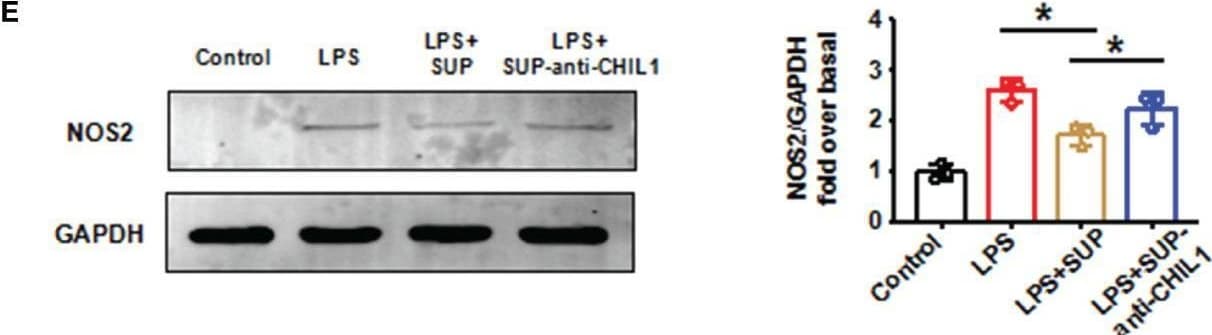Detection of Mouse Chitinase 3-like 1/YKL-40 by Western Blot
