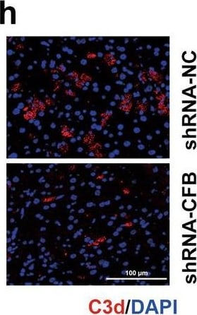 Detection of Mouse Mouse/Rat Complement Component C3d Antibody by Immunohistochemistry