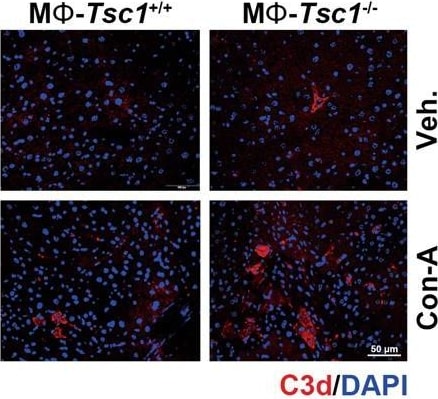 Detection of Mouse Mouse/Rat Complement Component C3d Antibody by Immunohistochemistry