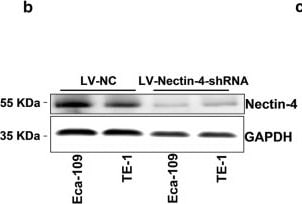 Detection of Human Nectin-4/PVRL4 by Western Blot