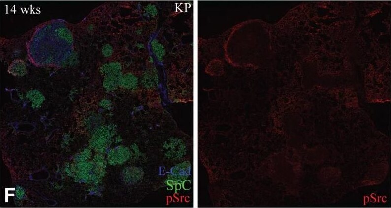 Detection of Mouse Src by Immunohistochemistry