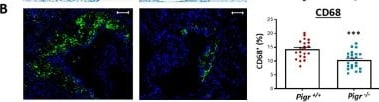 Detection of pIgR by Immunohistochemistry
