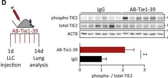 Detection of Phospho-Tie-2 (Y992) by Western Blot
