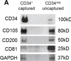 Detection of CD200 by Western Blot