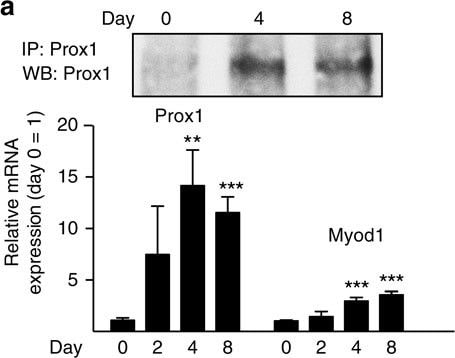 Detection of Mouse Prox1 by Western Blot